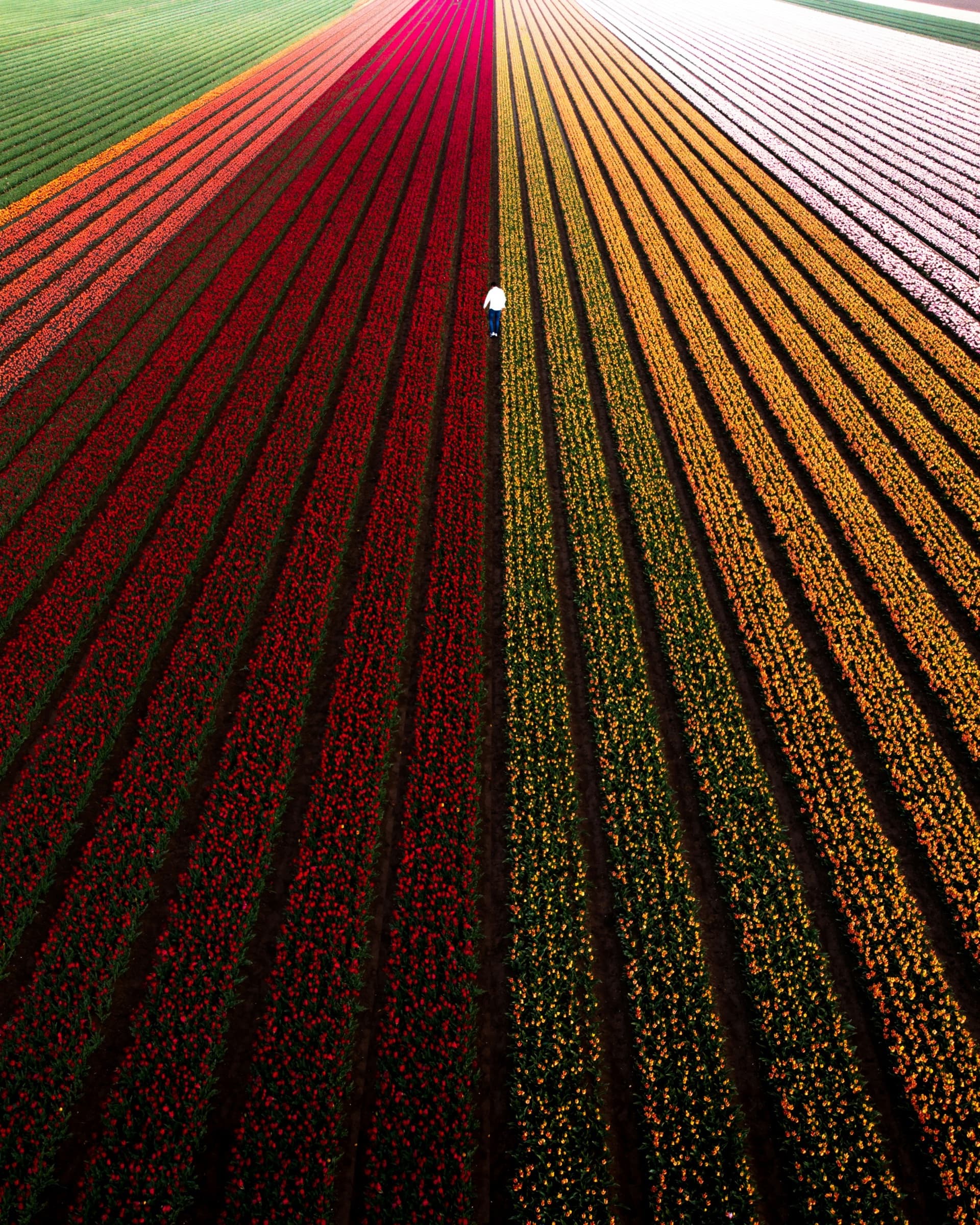 Belgique et Pays-Bas, La Belgique et les Pays-Bas, au fil des canaux et des tulipes