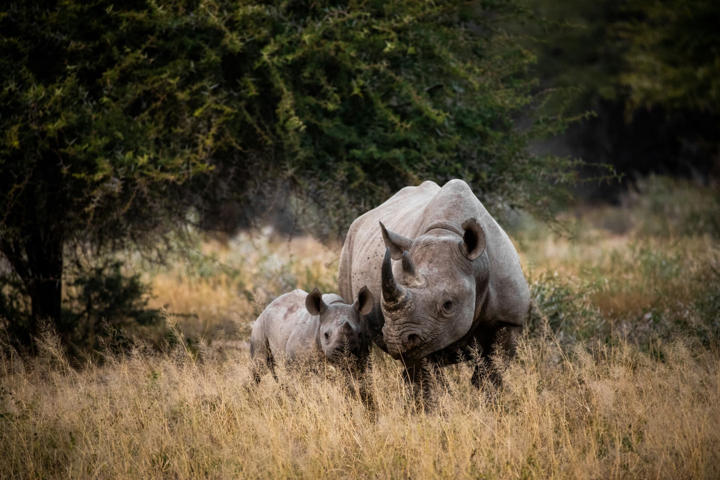 Afrique du Sud, Là où l’océan cède à la savane