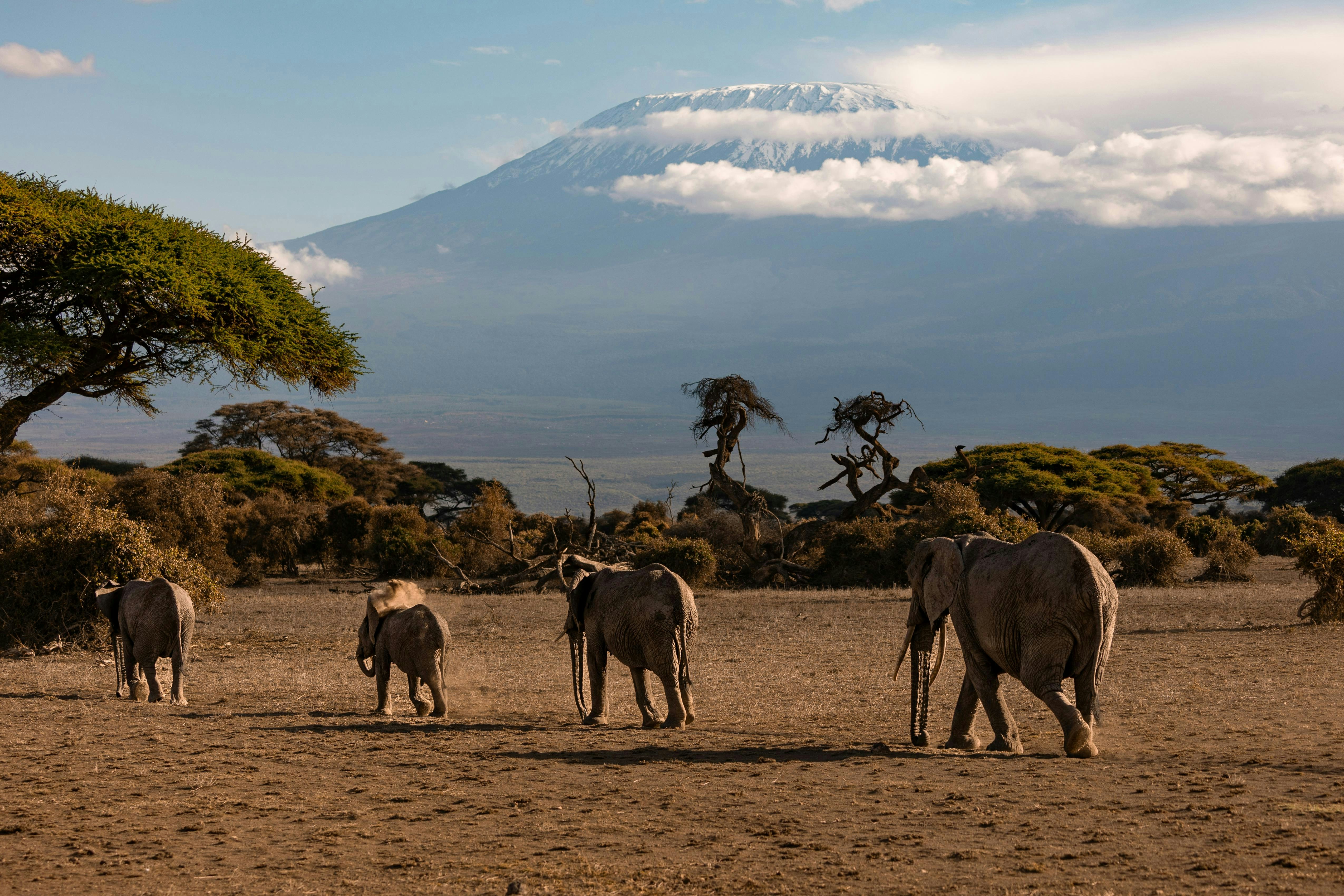 Kenya, du Masaï Mara à l’océan Indien
