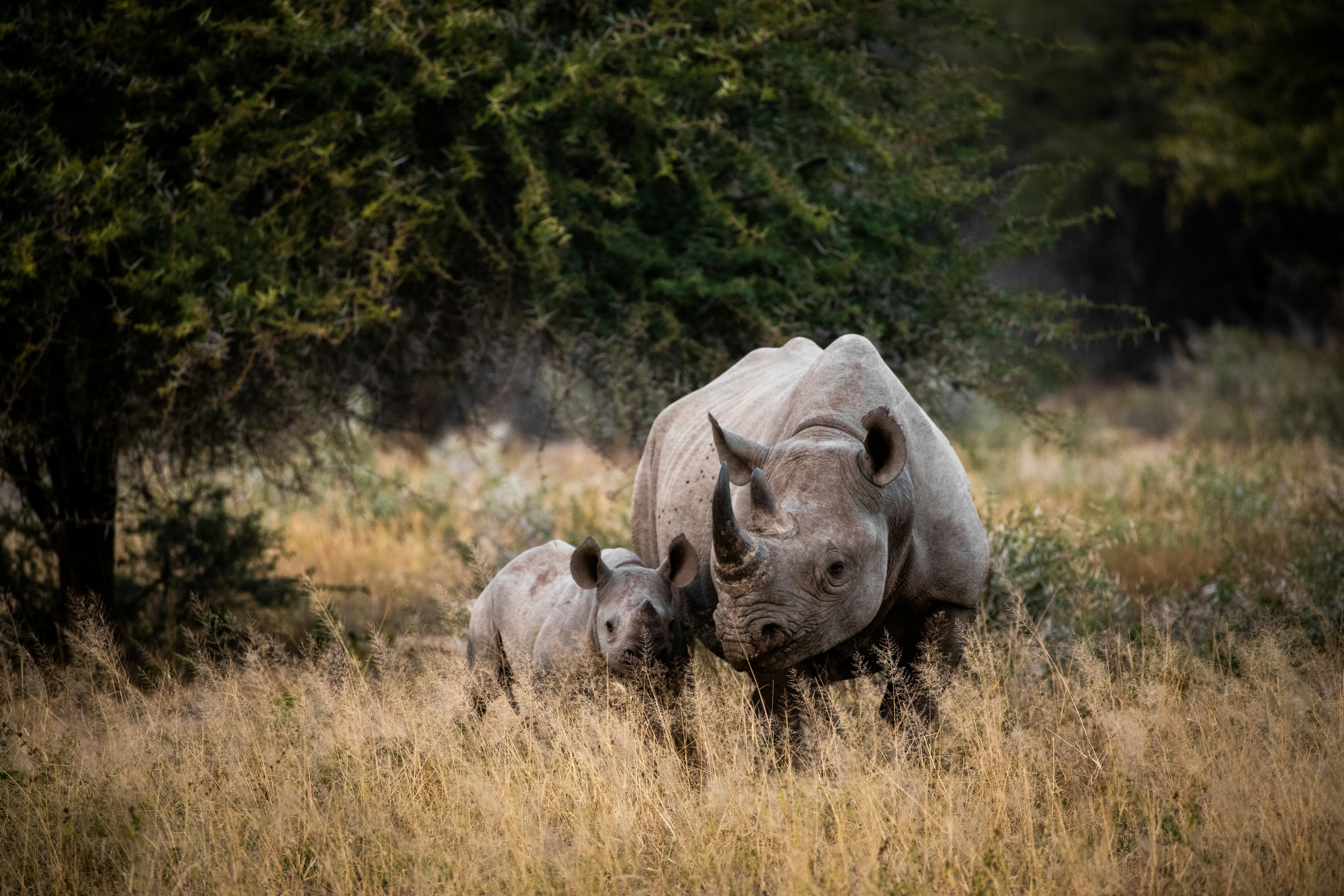 Là où l’océan cède à la savane