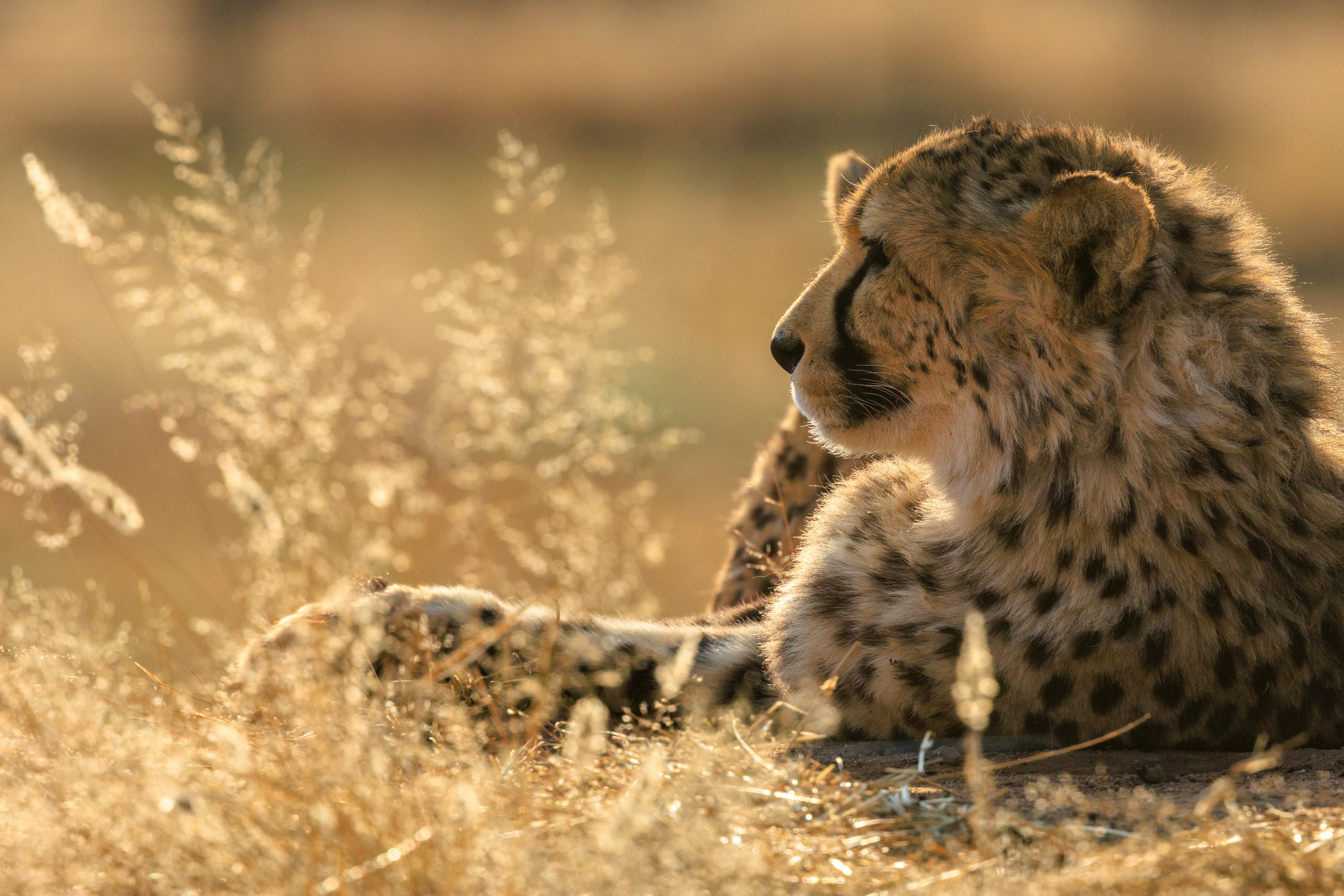 Namibie, du Kalahari aux terres himbas